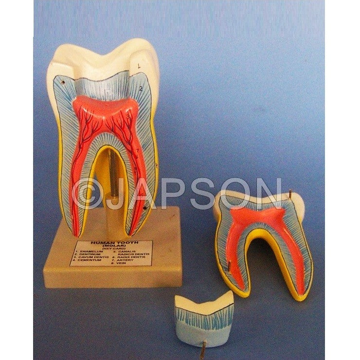 Human Teeth Model, Triple Root Molar Human Teeth Model, Triple Root Molar